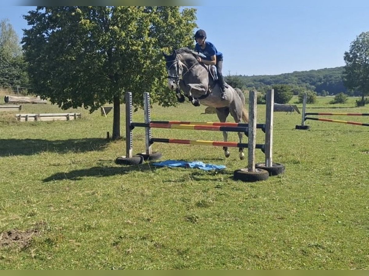 Holstein Mare 4 years 16,2 hh Grey in Stadtlauringen