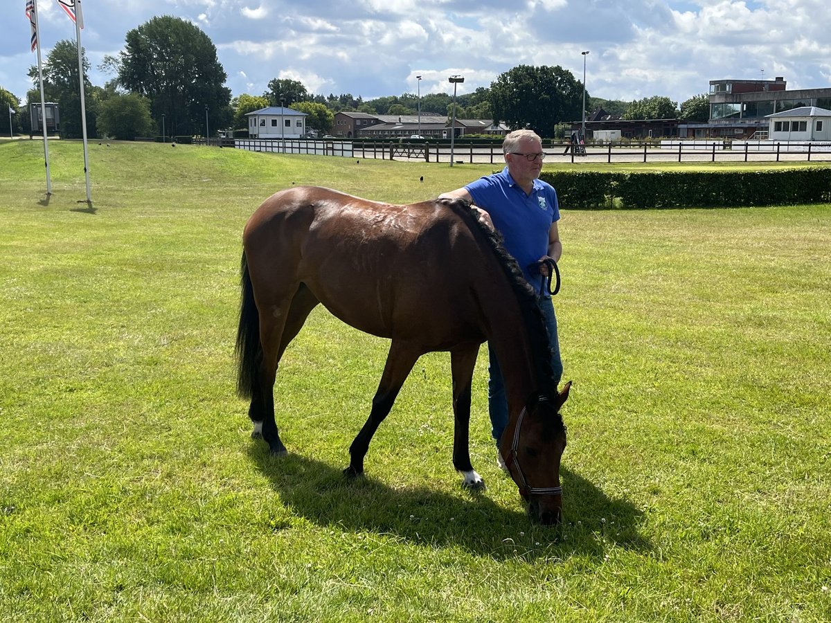Holstein Mare 5 years 15,2 hh Brown in Langstedt