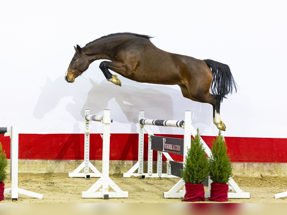 Holstein Mare 5 years 15,2 hh Brown in Waddinxveen