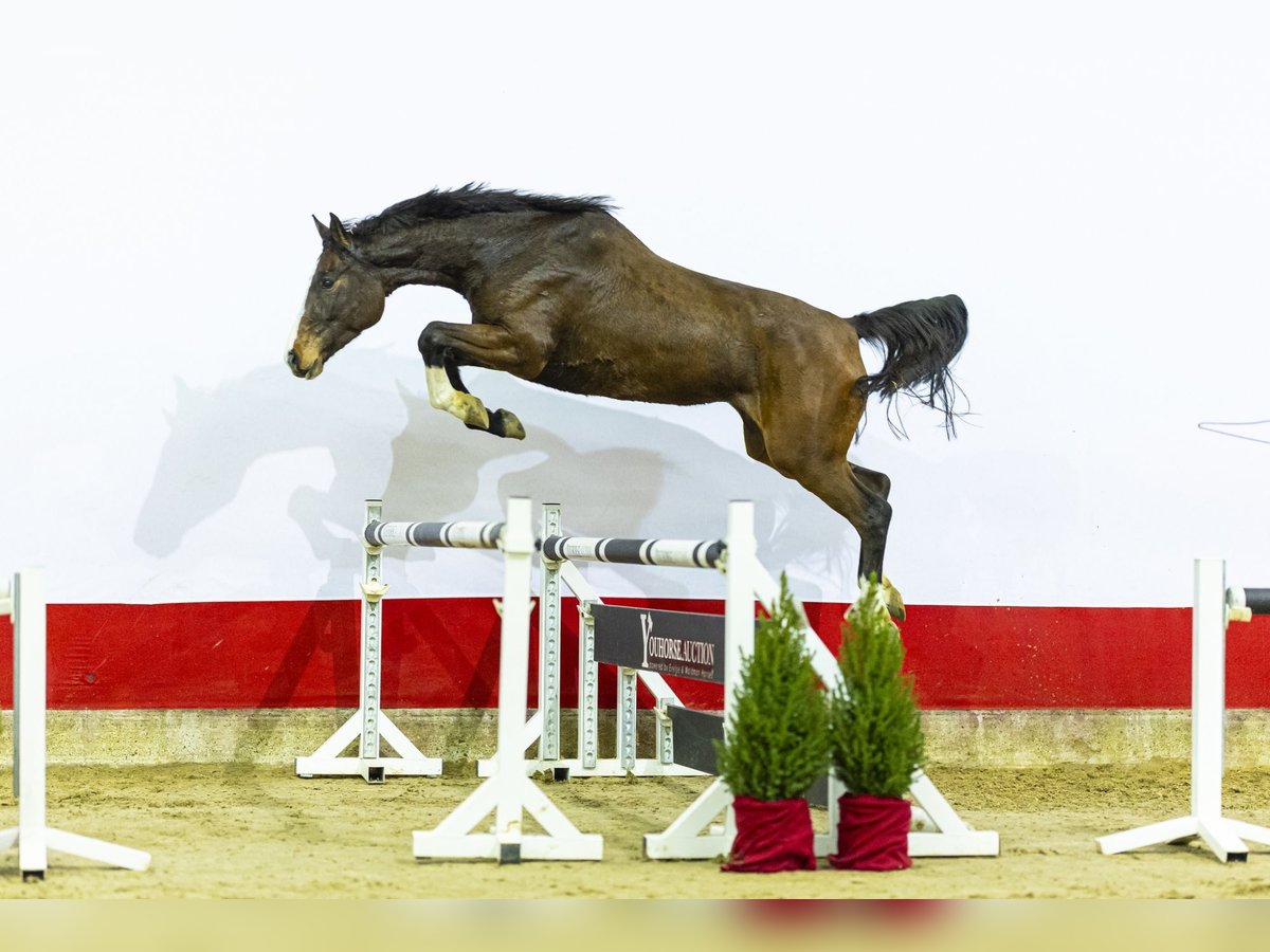 Holstein Mare 5 years 15,3 hh Bay-Dark in Waddinxveen