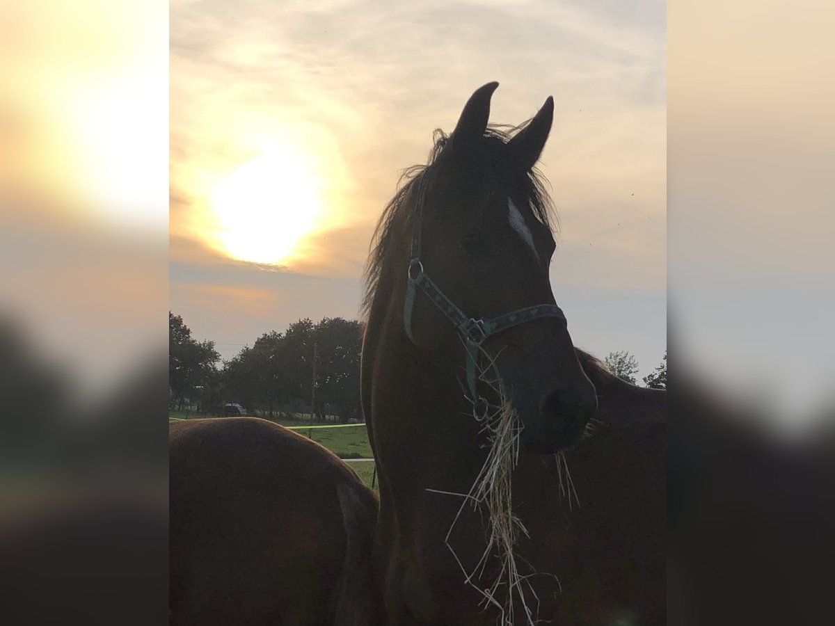 Holstein Mare 5 years 16,1 hh Black in Köln