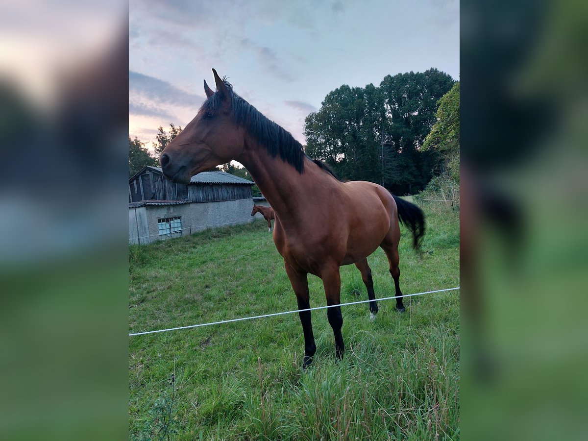 Holstein Mare 5 years 16,1 hh Brown in Datzetal