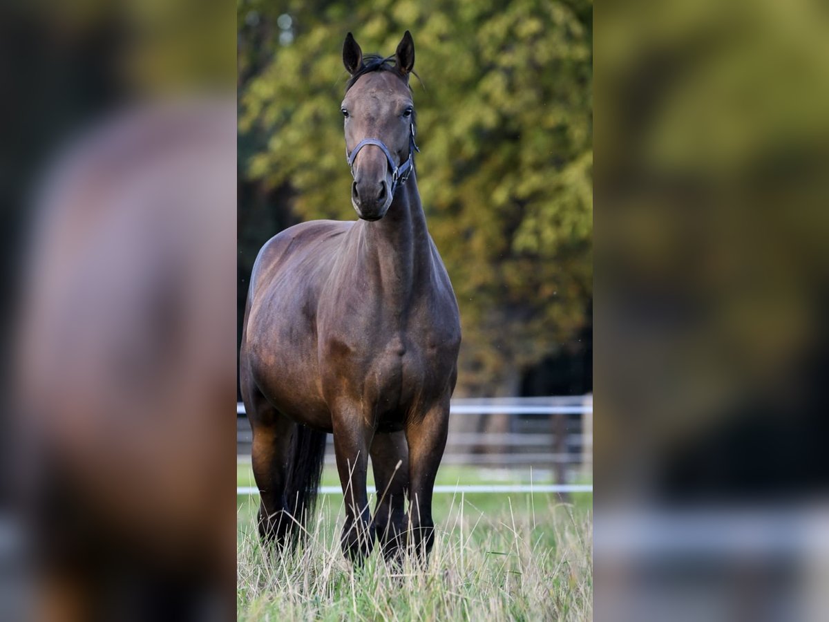 Holstein Mare 5 years 16,1 hh Brown in Gronowice