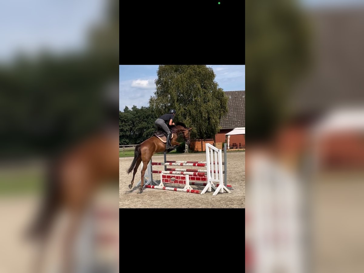 Holstein Mare 5 years 16,1 hh Chestnut-Red in Dohren