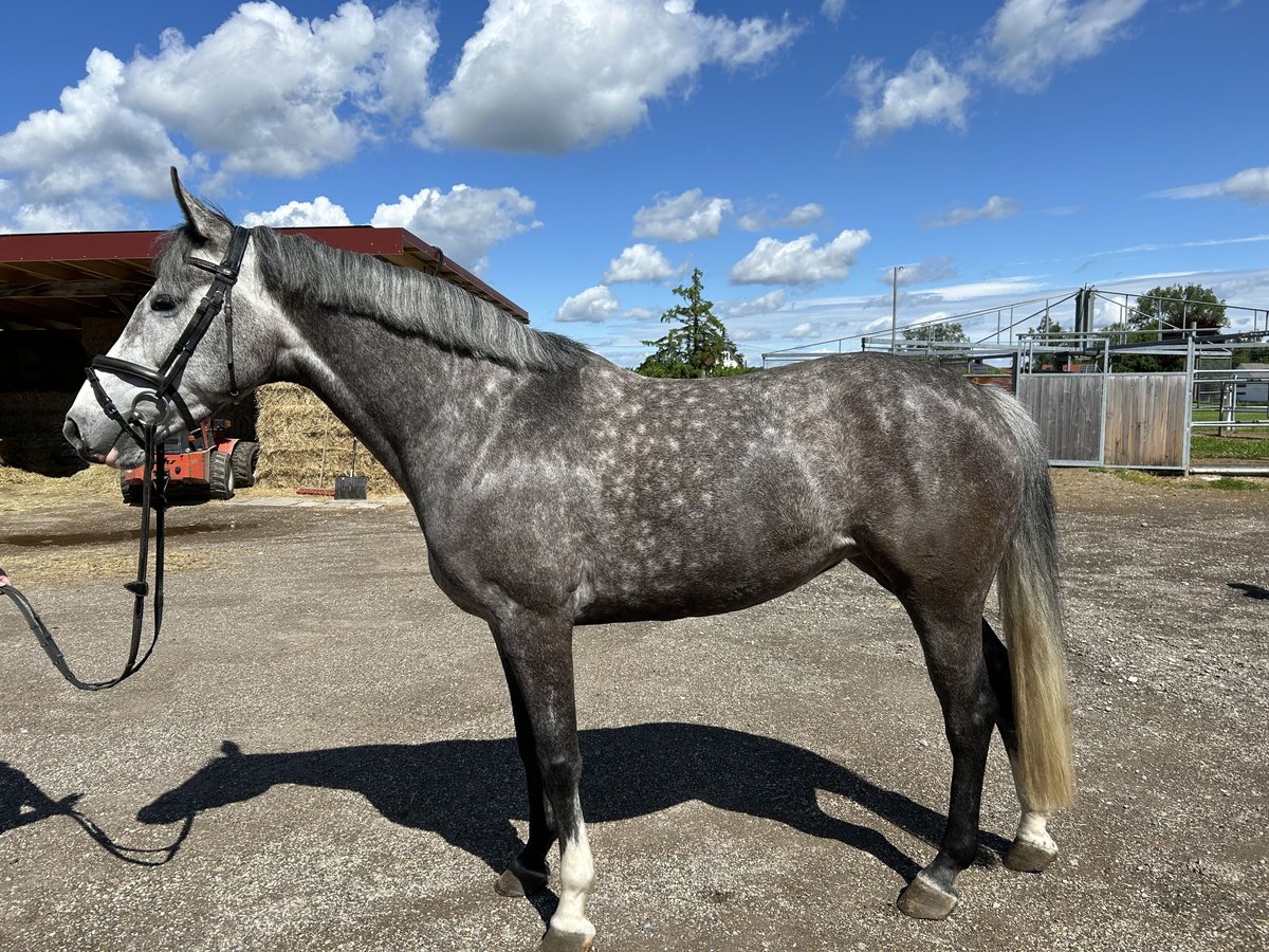 Holstein Mare 5 years 16,1 hh Gray-Dapple in Wain