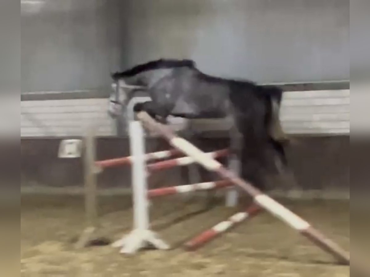 Holstein Mare 5 years 16,1 hh Gray-Dapple in Kevelaer