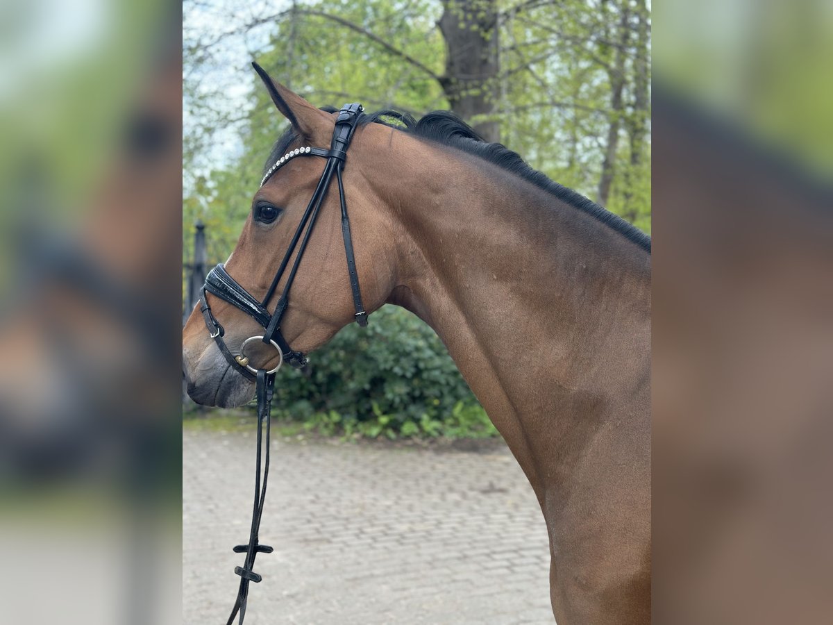 Holstein Mare 5 years 16,2 hh Brown in Heiligenstedten