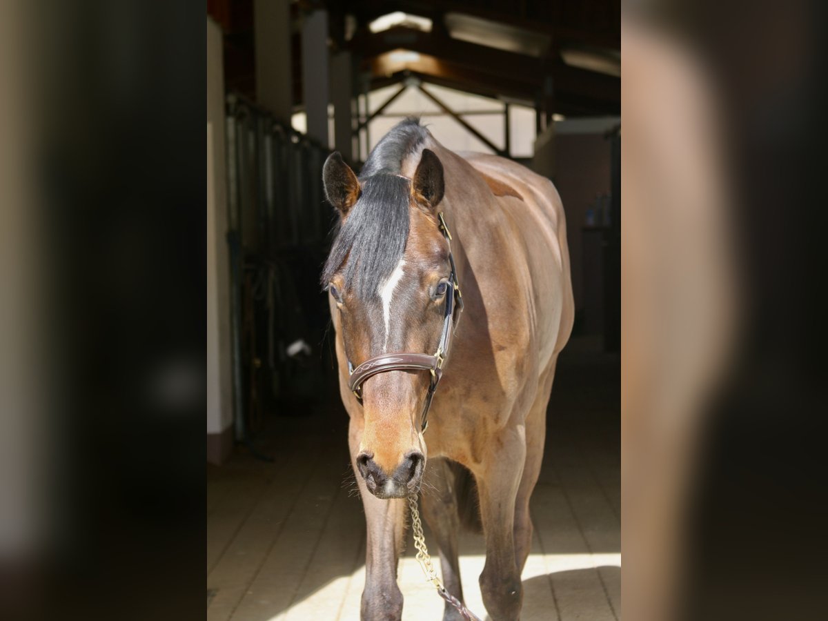 Holstein Mare 5 years 16,2 hh Brown in Erharting