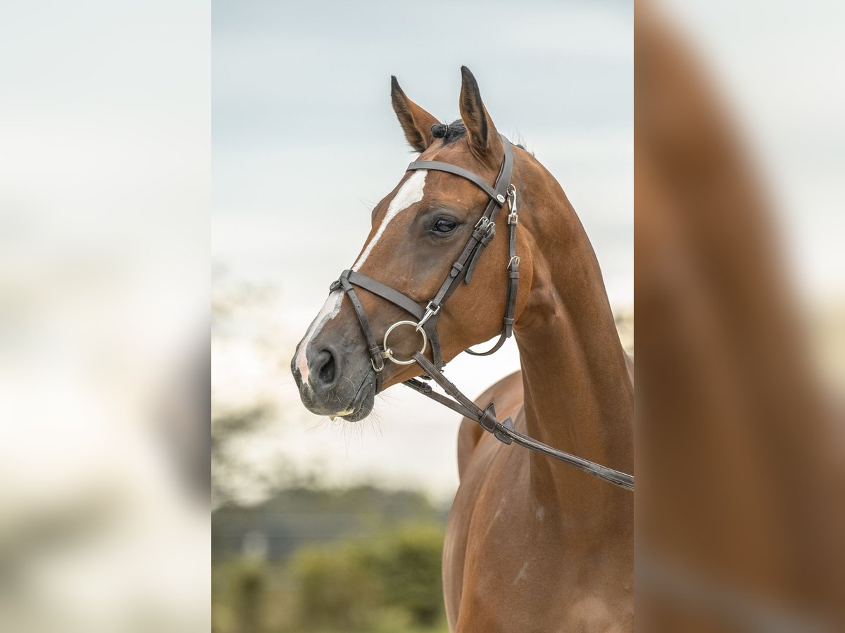 Holstein Mare 5 years 16,2 hh Brown in Gomadingen