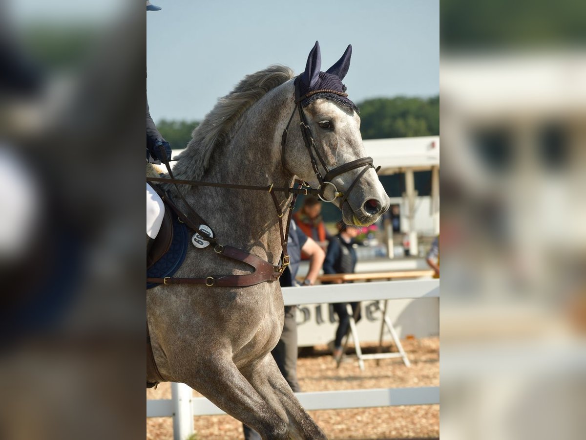 Holstein Mare 5 years 16,2 hh Gray in Neetze