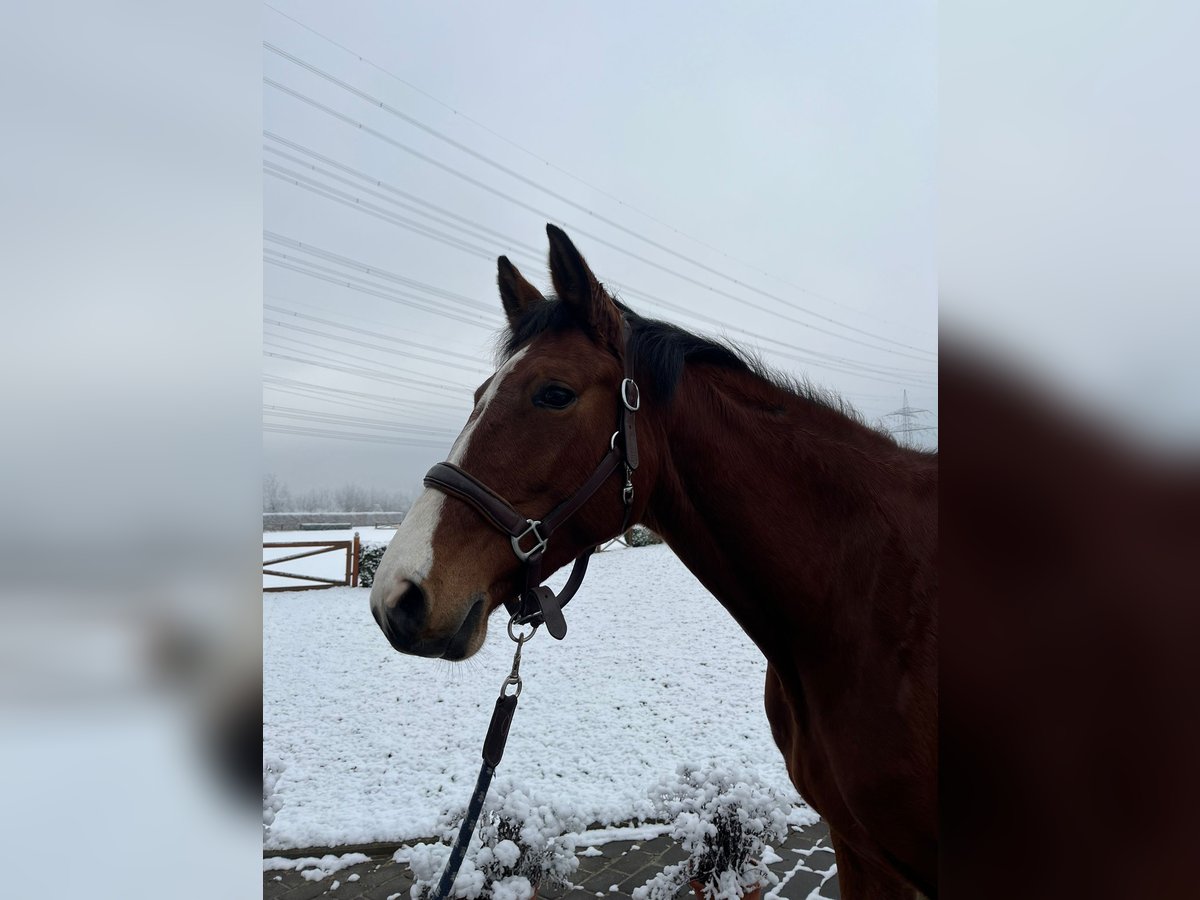 Holstein Mare 5 years 16 hh Brown in Köln