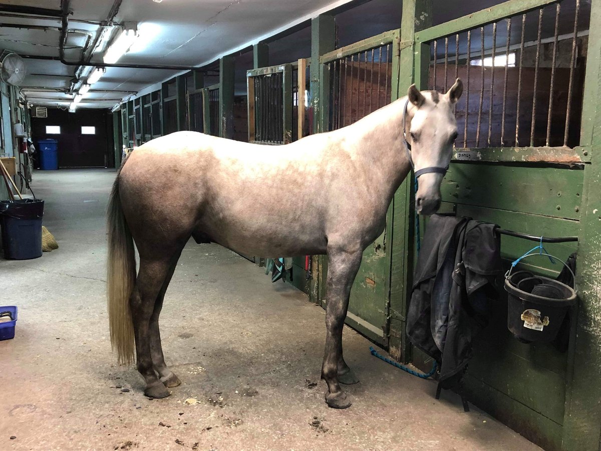 Holstein Mare 5 years 16 hh Grey in Marianna