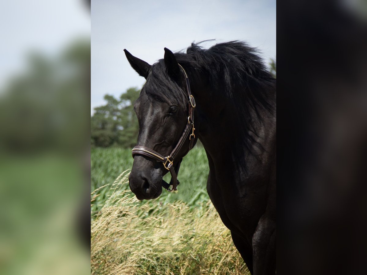 Holstein Mare 5 years 16,1 hh Black in DinkelsbühlDinkelsbühl Holstein Mare 5 years 16,1 hh Black in DinkelsbühlDinkelsbühl