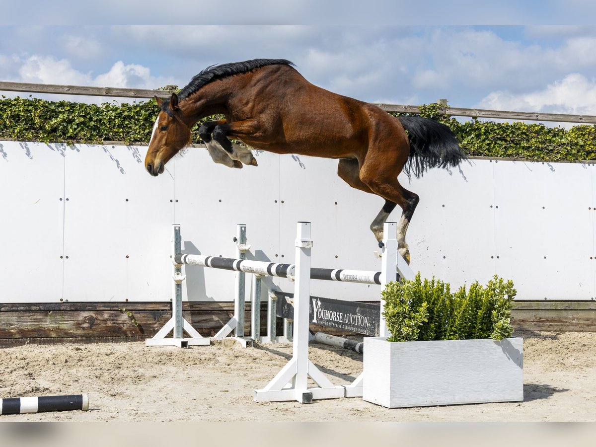 Holstein Mare 5 years 16,1 hh Brown in Waddinxveen
