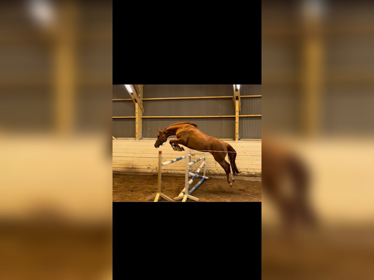 Holstein Mare 5 years 16,1 hh Chestnut-Red in Haselau