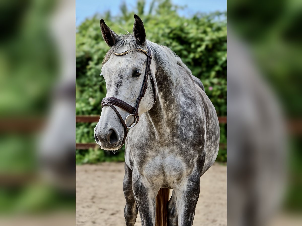 Holstein Mare 5 years 16,1 hh Grey-Dapple in Blekendorf