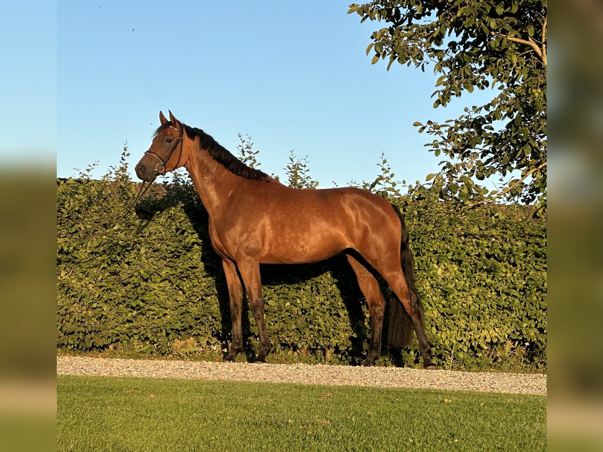 Holstein Mare 5 years 16,2 hh Brown in Felde