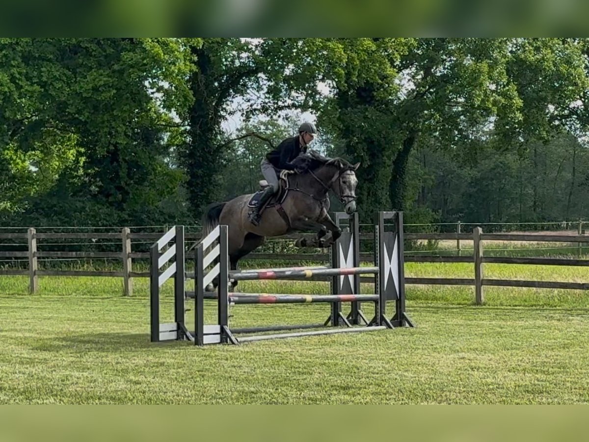 Holstein Mare 5 years 16,2 hh Gray in Bokel