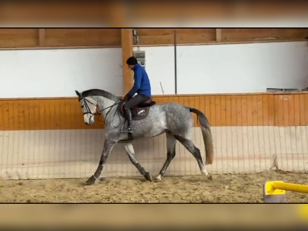 Holstein Mare 5 years 16,2 hh Grey-Dapple in M&#xF3;r