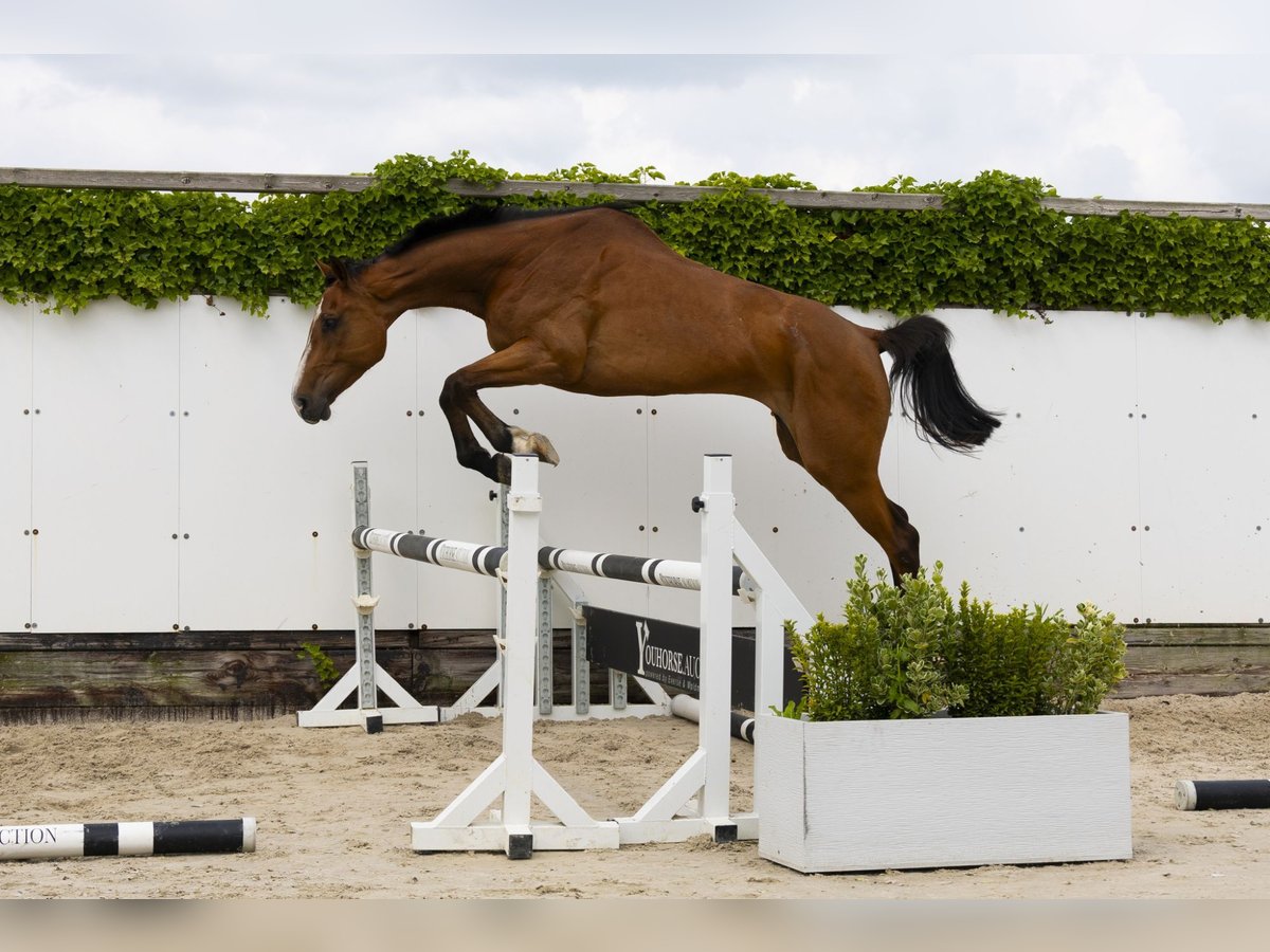 Holstein Mare 5 years 16,3 hh Brown in Waddinxveen