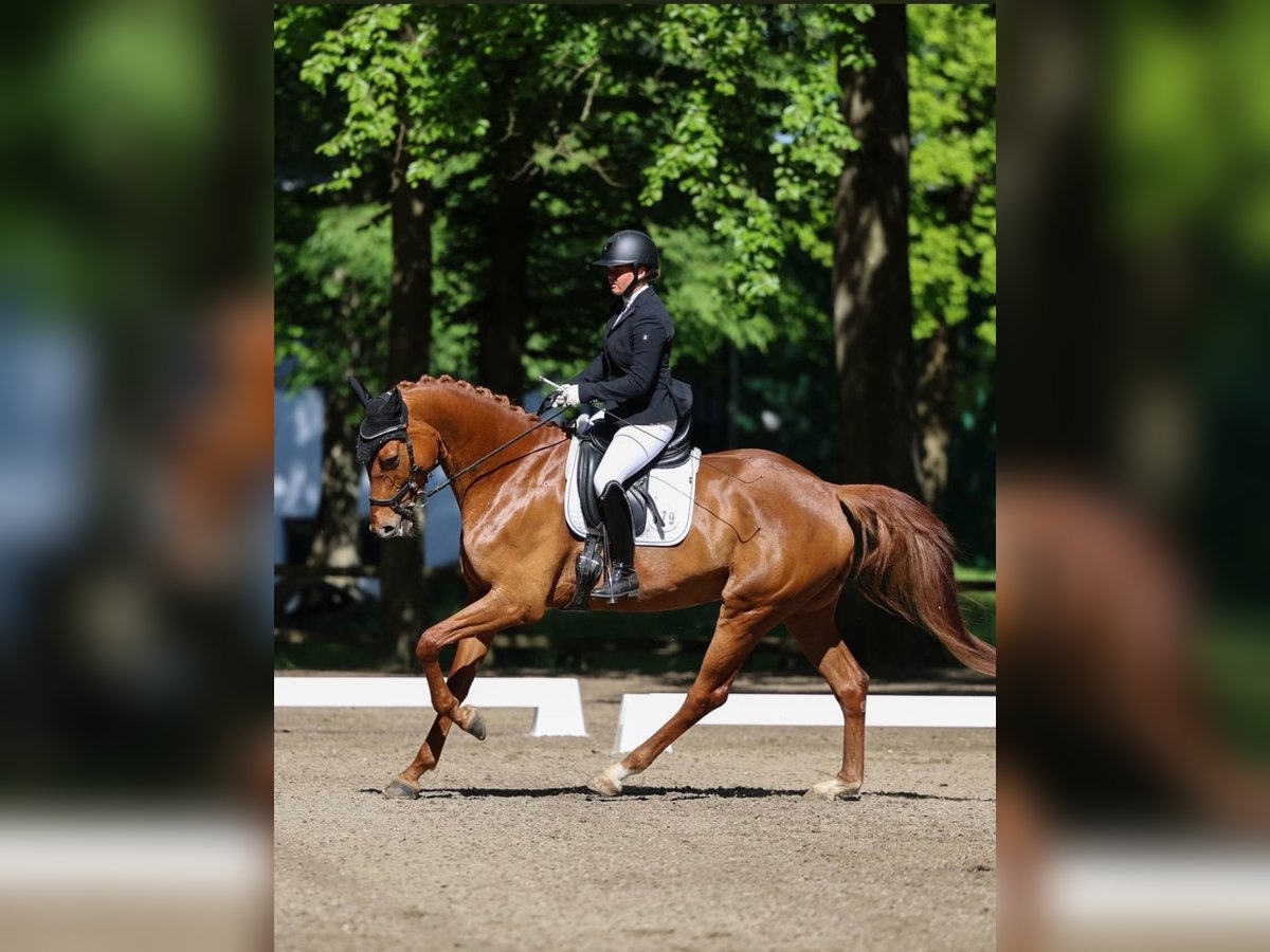 Holstein Mare 5 years 16,3 hh Chestnut-Red in Weede Holstein Mare 5 years 16,3 hh Chestnut-Red in Weede