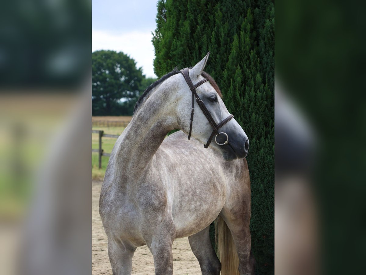 Holstein Mare 5 years 16,3 hh Gray in Nottuln
