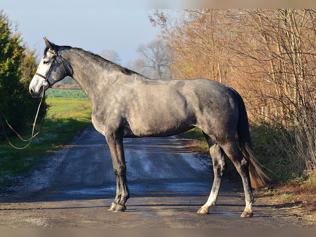 Holstein Mare 5 years 17,1 hh Gray-Dapple in Radziejów