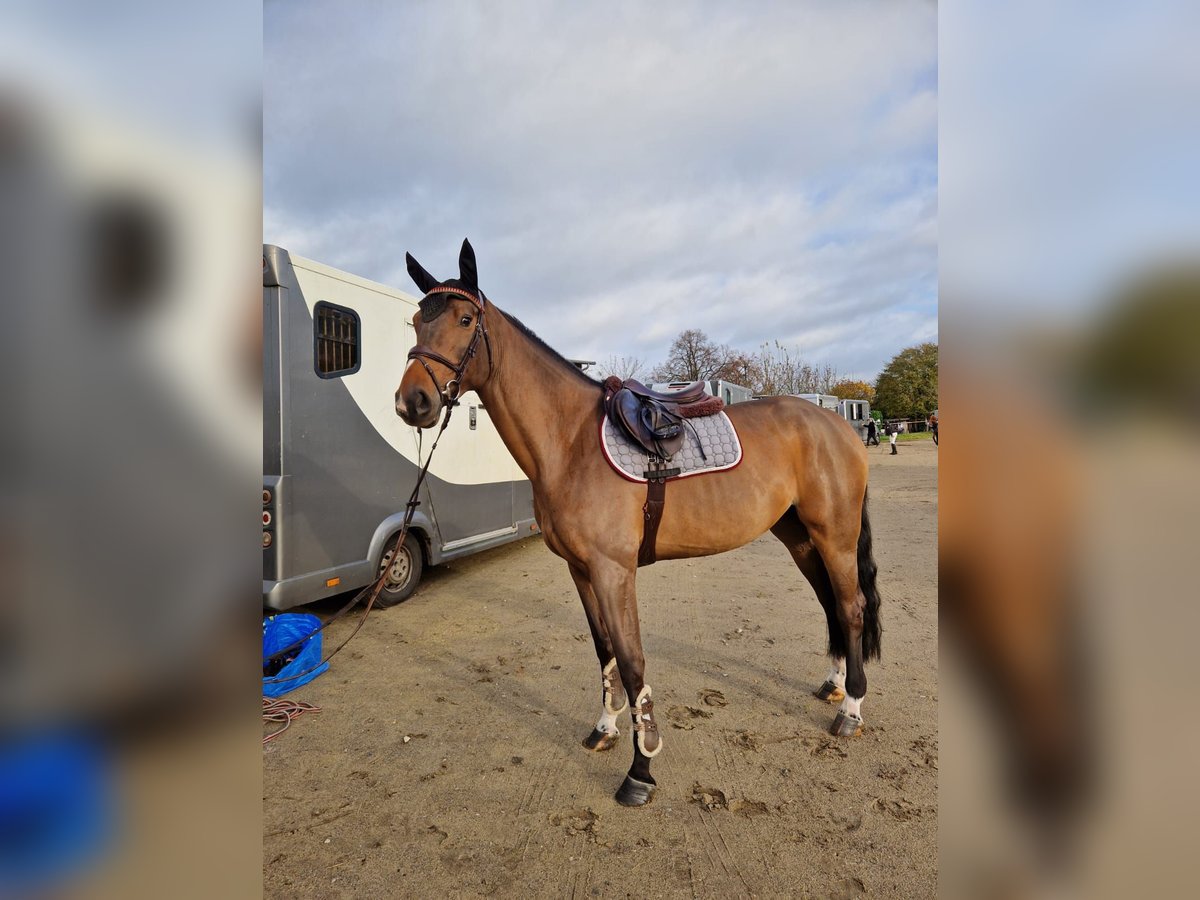 Holstein Mare 5 years 17 hh Brown in Pronstorf