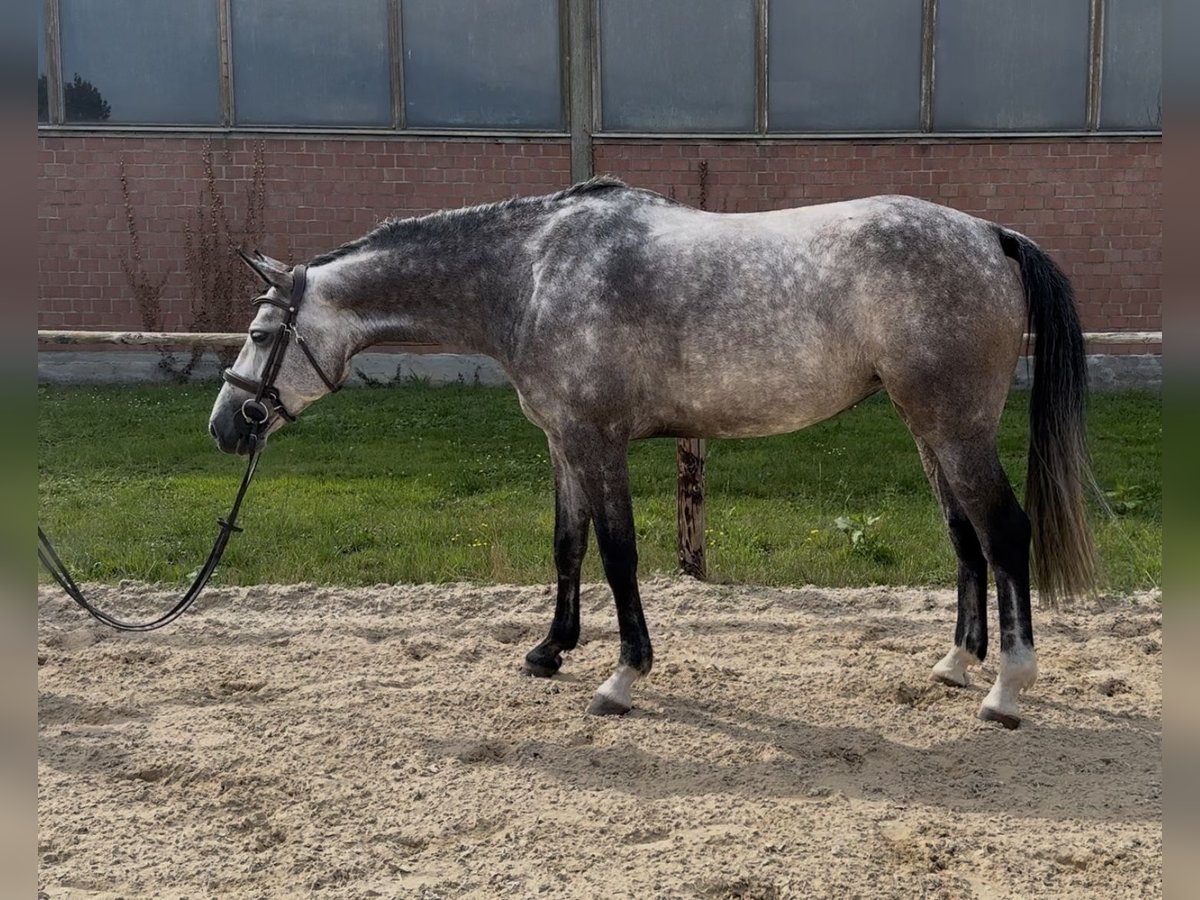 Holstein Mare 5 years Gray in Overath