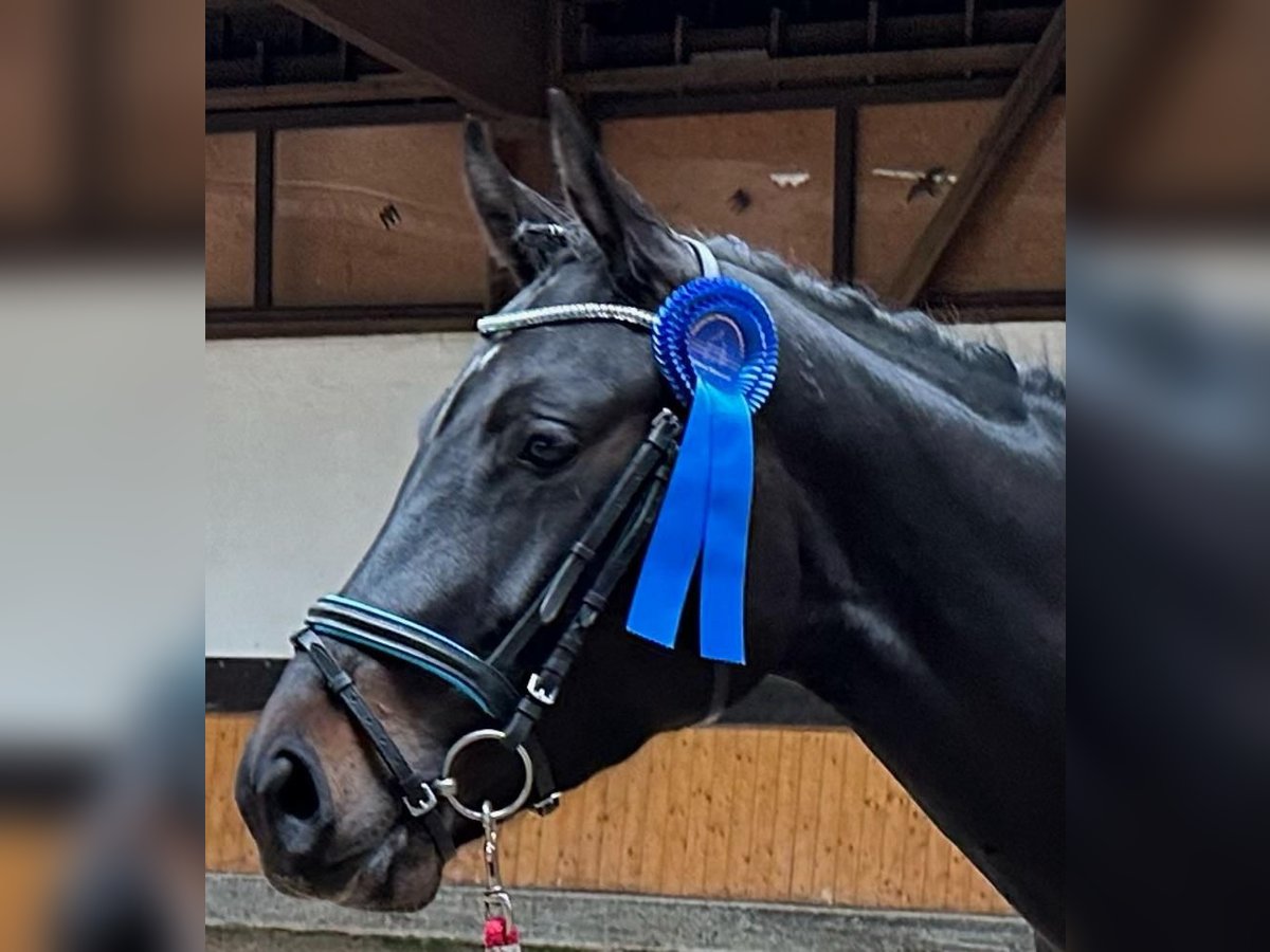 Holstein Mare 5 years Smoky-Black in K&#xFC;rten