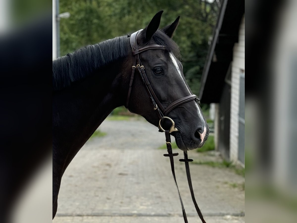 Holstein Mare 6 years 16,1 hh Bay-Dark in Kürten