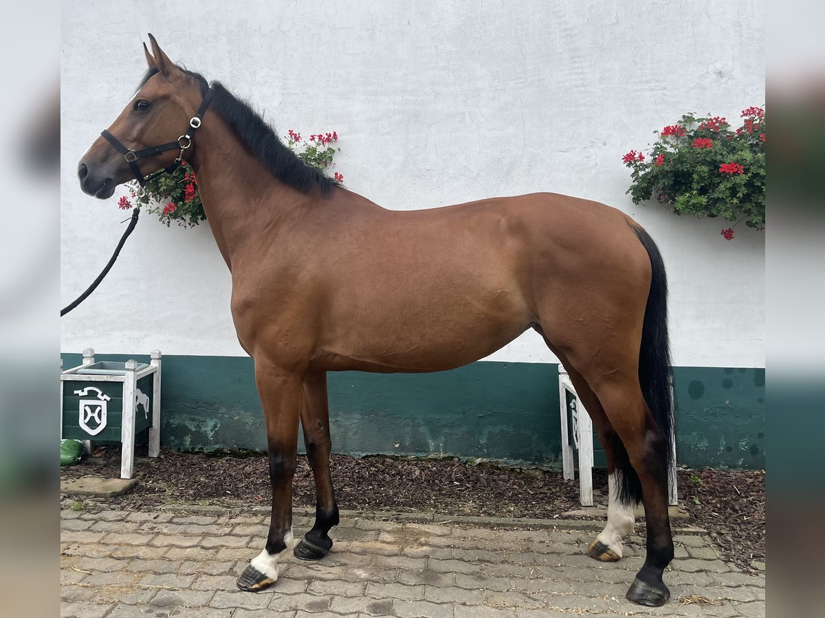 Holstein Mare 6 years 16,1 hh Brown in LustadtLustadt