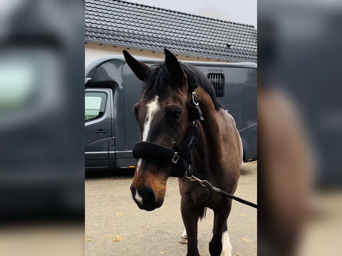 Holstein Mare 6 years 16,1 hh Brown in Lindlar