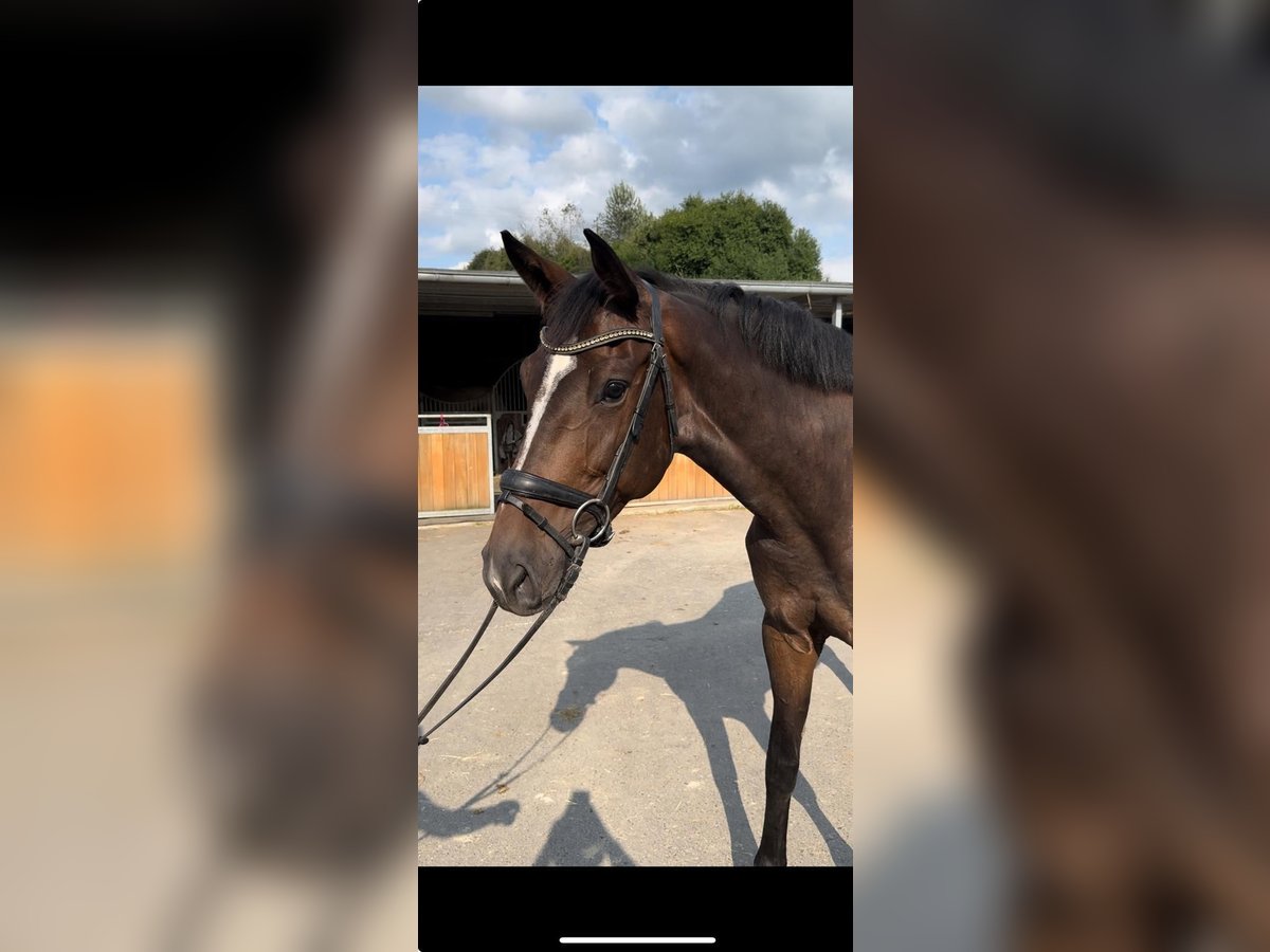 Holstein Mare 6 years 16,1 hh Brown in Lindlar