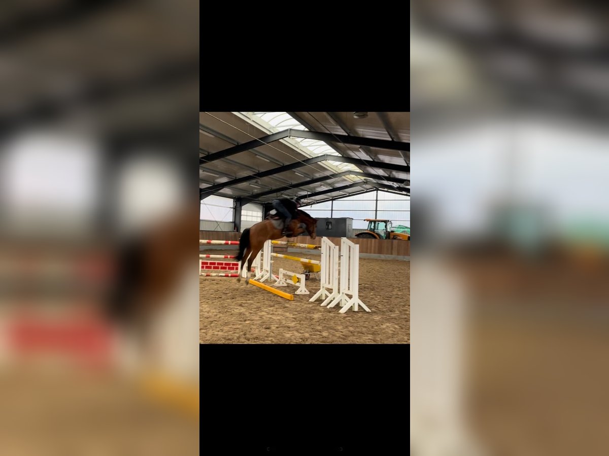 Holstein Mare 6 years 16,1 hh Brown in Herzlake