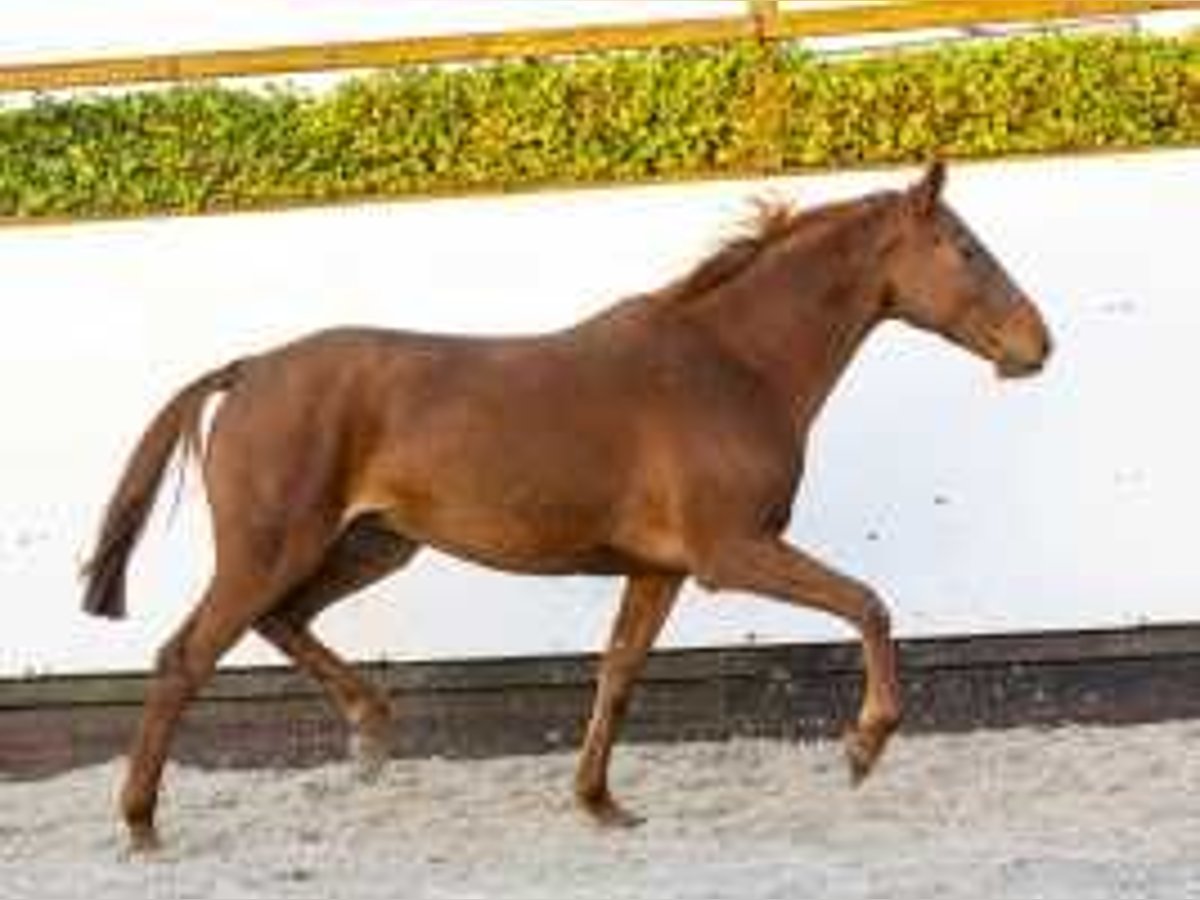 Holstein Mare 6 years 16,1 hh Chestnut-Red in Waddinxveen