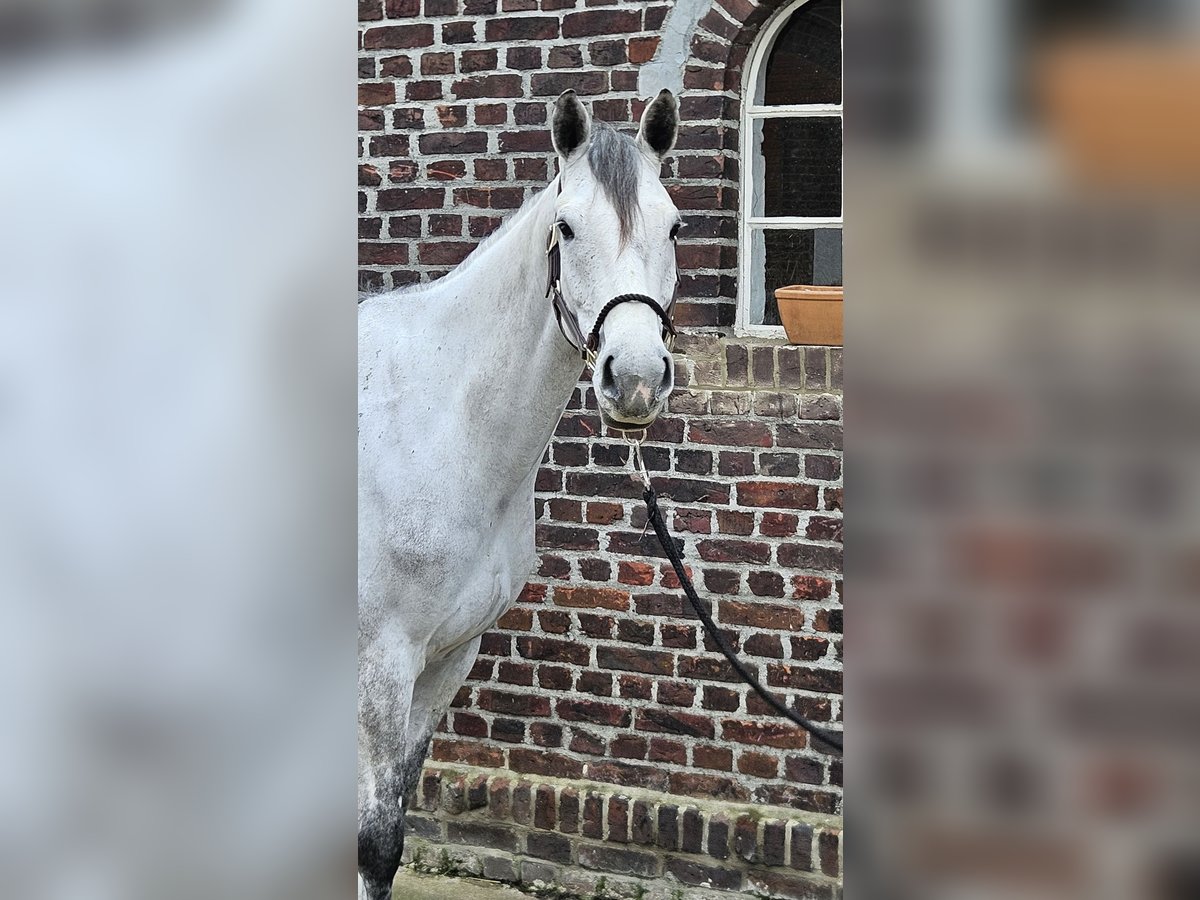 Holstein Mare 6 years 16,1 hh Gray in Olfen