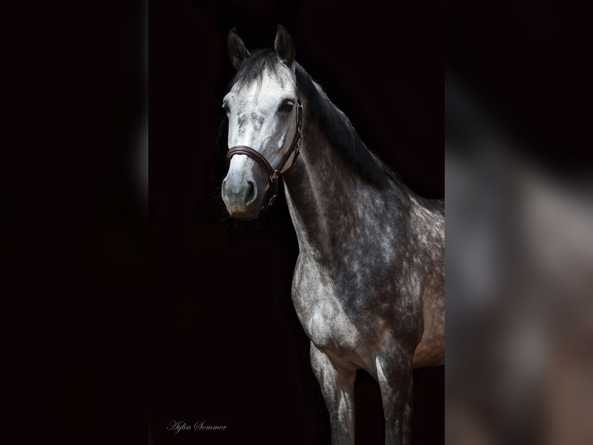 Holstein Mare 6 years 16,1 hh Gray in Bad Emstal