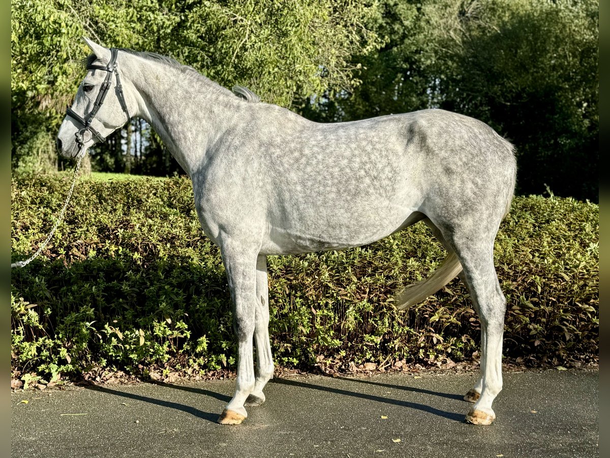 Holstein Mare 6 years 16,1 hh Gray in Favières