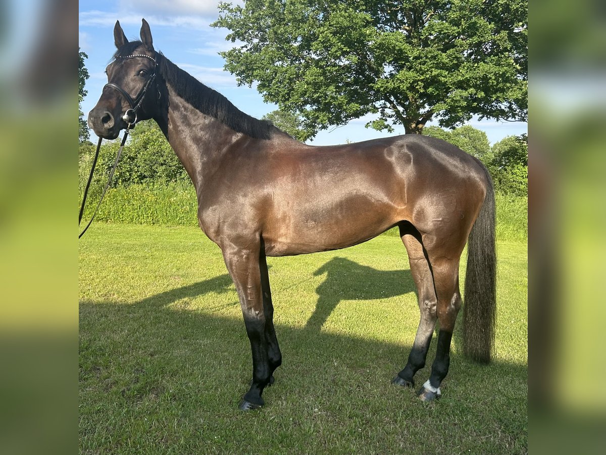 Holstein Mare 6 years 16,1 hh in Bargenstedt