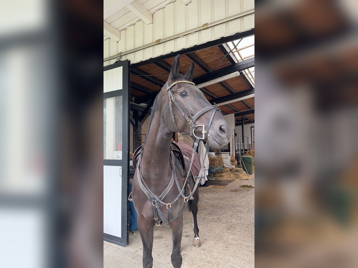 Holstein Mare 6 years 16,3 hh Black in Bad Dürrheim