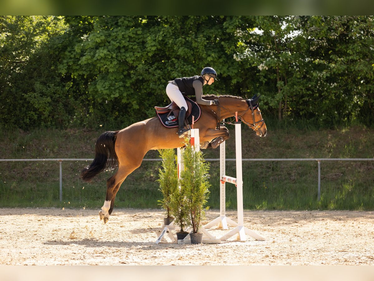 Holstein Mare 6 years 16 hh Brown in Irmenach