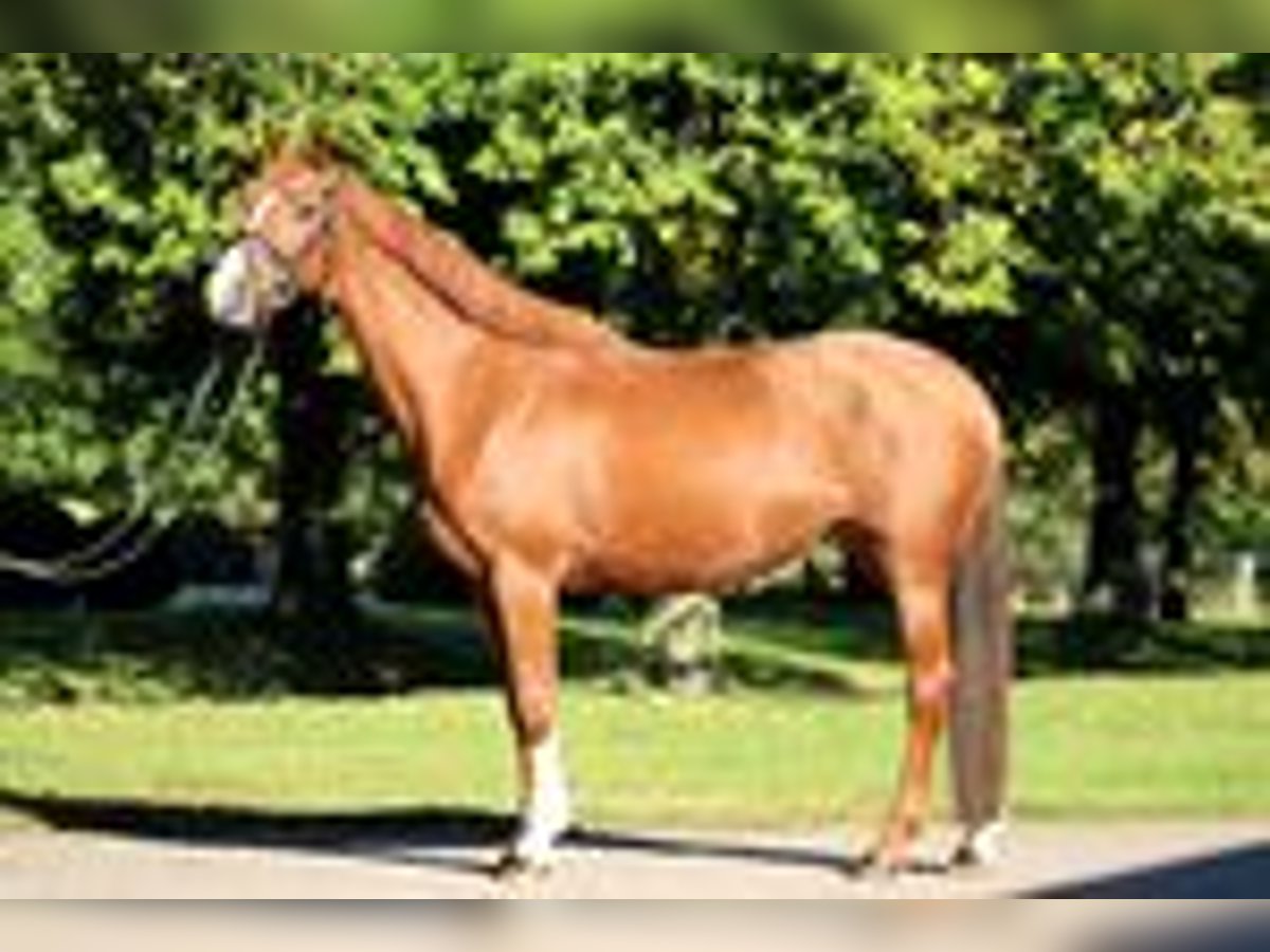 Holstein Mare 6 years 16 hh Chestnut-Red in Kayhude