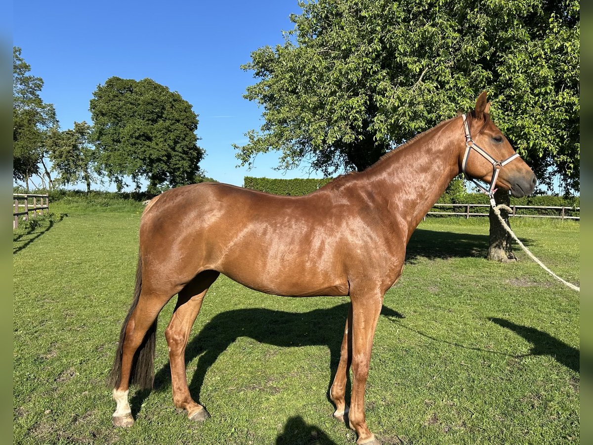 Holstein Mare 6 years 16 hh Chestnut-Red in Beschendorf