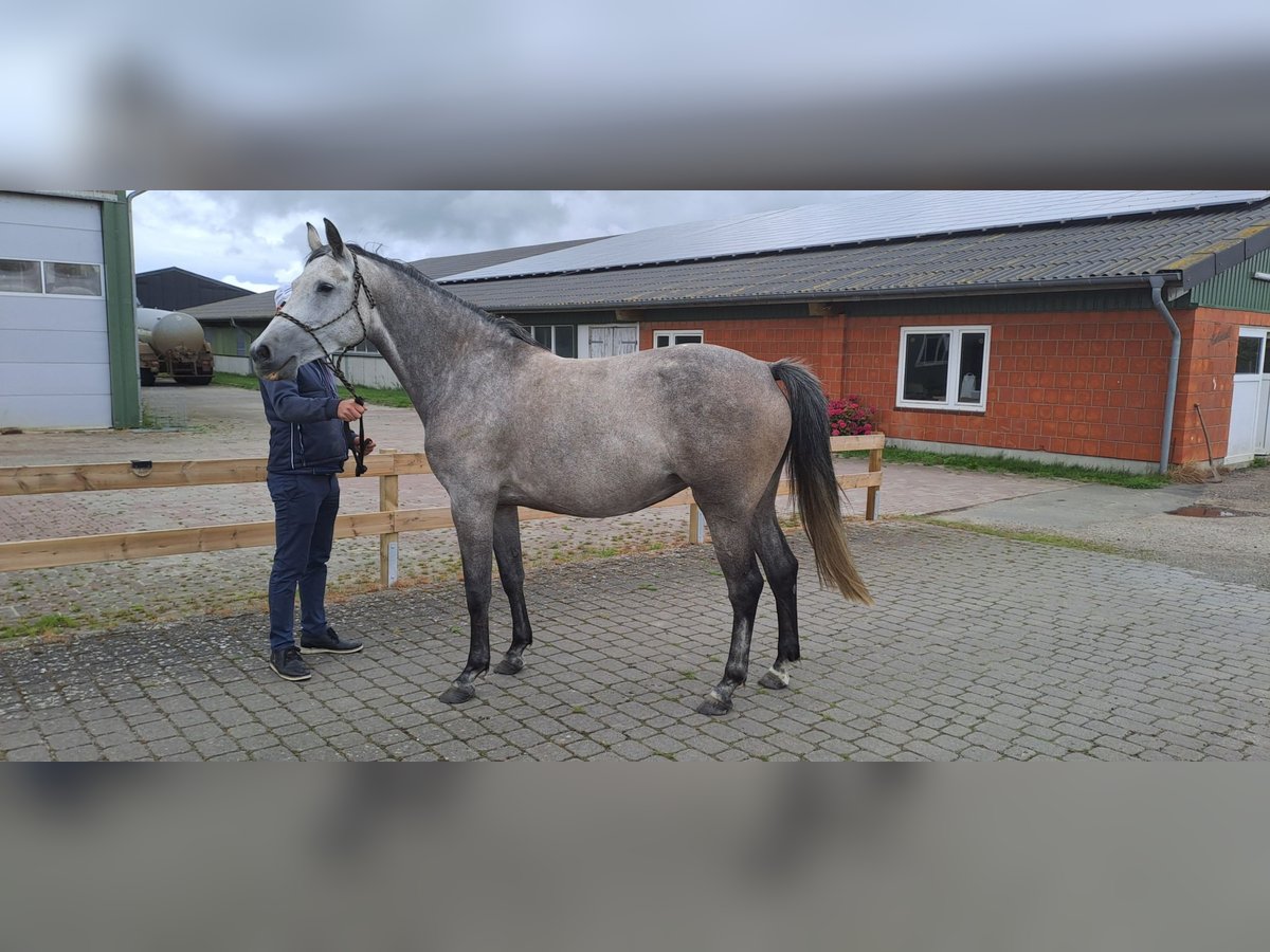 Holstein Mare 6 years 16 hh Gray-Dapple in Wyk auf Föhr