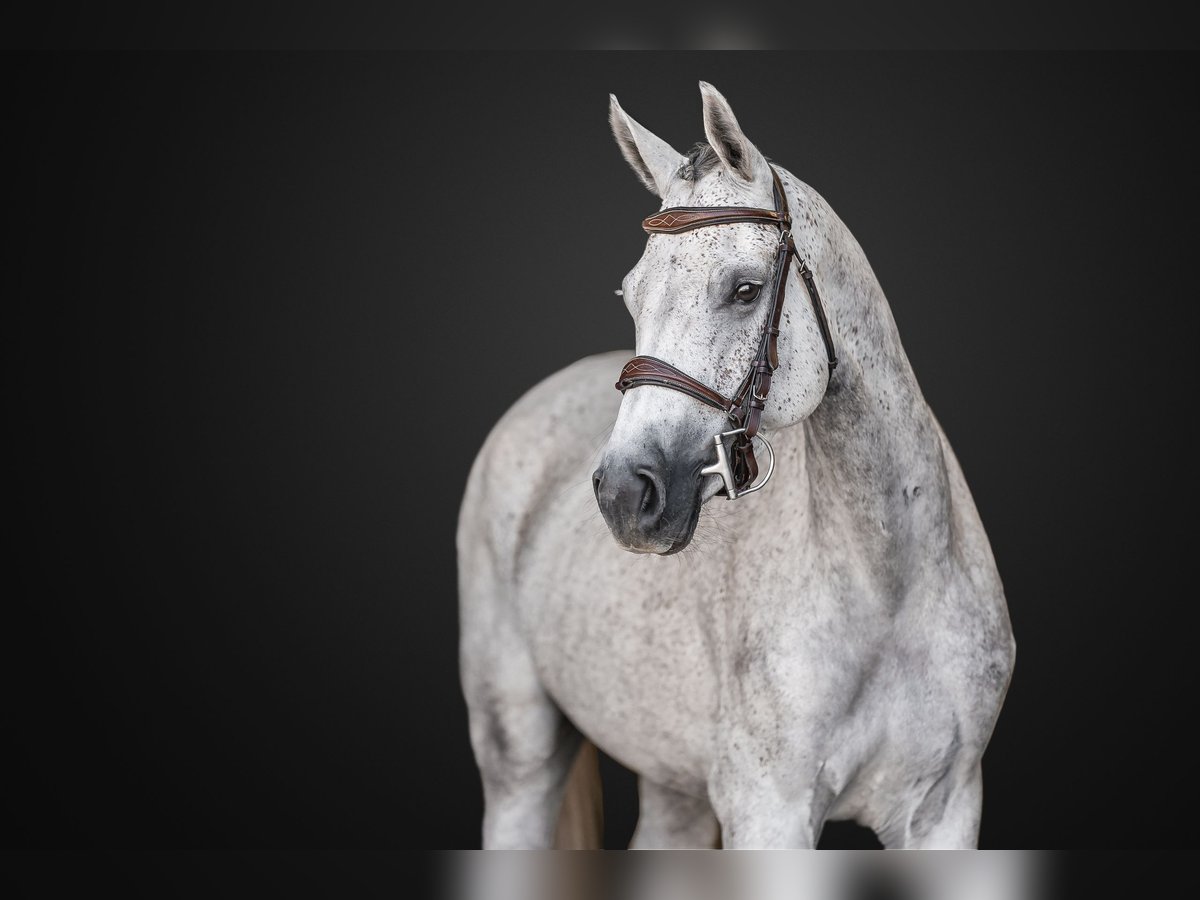 Holstein Mare 6 years 16 hh Grey in Zduchovice Holstein Mare 6 years 16 hh Grey in Zduchovice