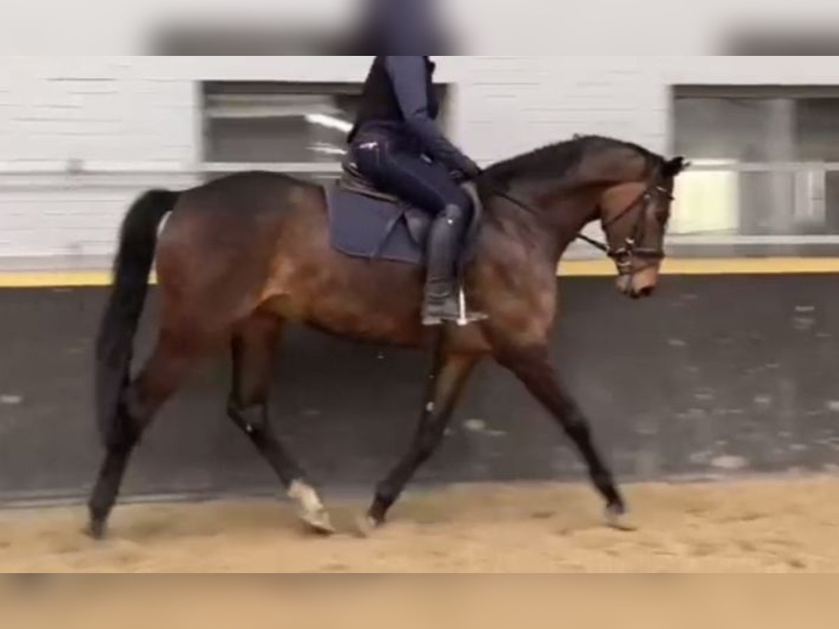 Holstein Mare 6 years 16,1 hh Bay-Dark in Elmenhorst