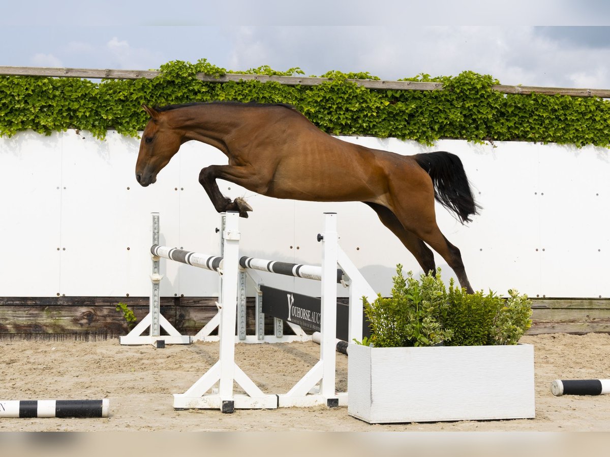 Holstein Mare 6 years 16,1 hh Bay-Dark in Waddinxveen
