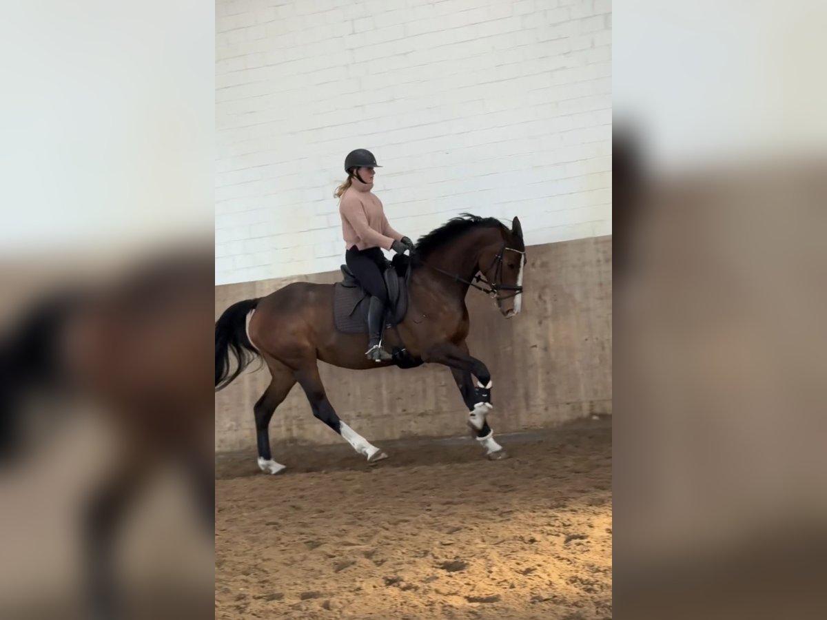Holstein Mare 6 years 16,1 hh Brown in Ahrensburg