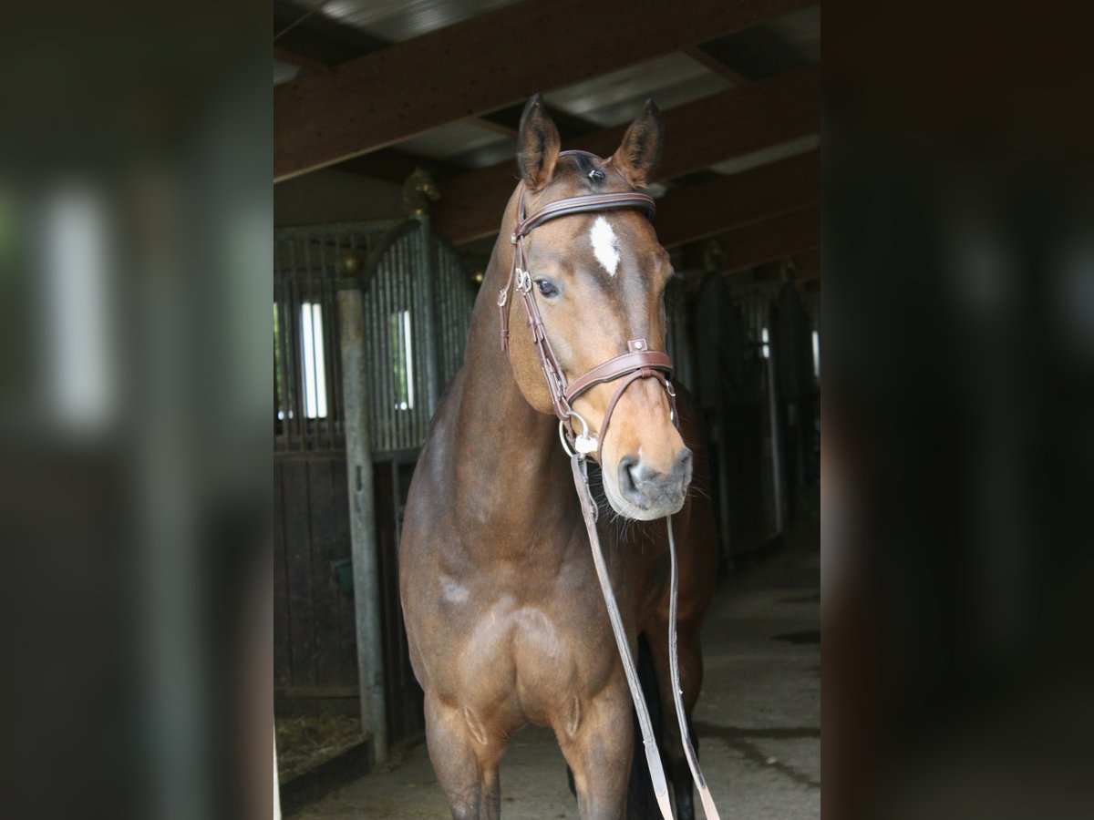 Holstein Mare 6 years 16,1 hh Brown in Ebenweiler